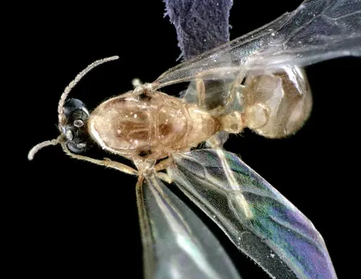 Solenopsis pergandei - ANTWEB1041519