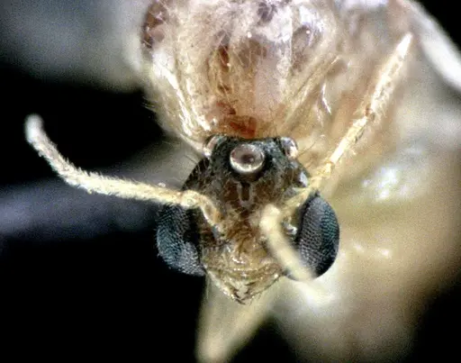 Solenopsis pergandei - ANTWEB1041519