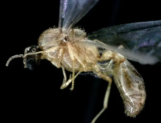 Solenopsis pergandei - ANTWEB1041519