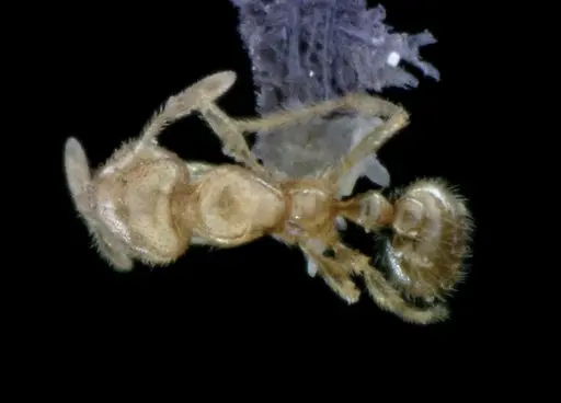 Solenopsis pergandei - ANTWEB1041520