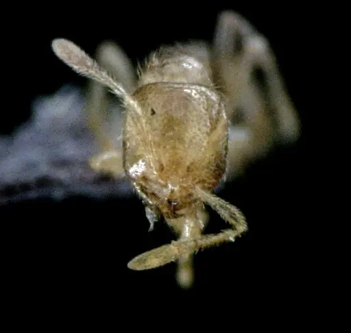 Solenopsis pergandei - ANTWEB1041520