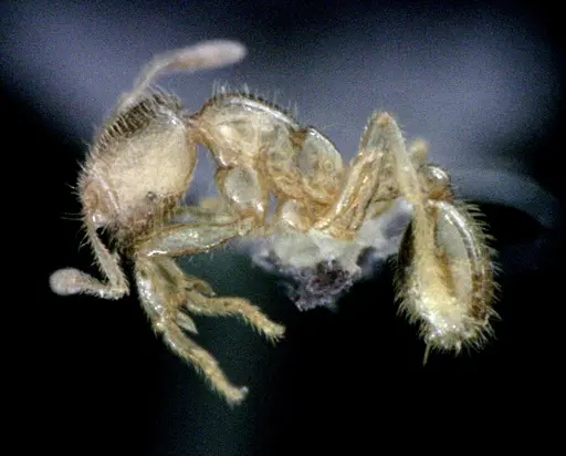 Solenopsis pergandei - ANTWEB1041520