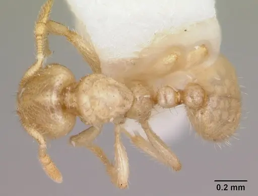 Solenopsis pergandei - CASENT0103157