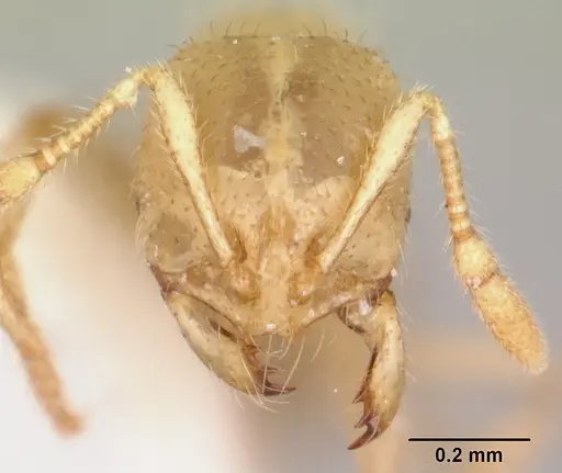 Solenopsis pergandei - CASENT0103157