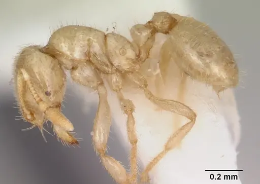 Solenopsis pergandei - CASENT0103157