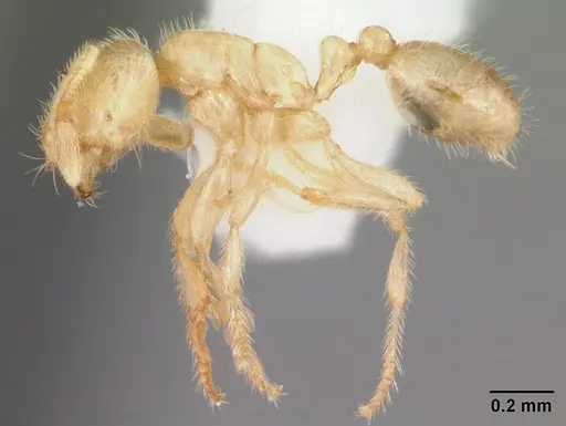 Solenopsis pergandei - CASENT0104506