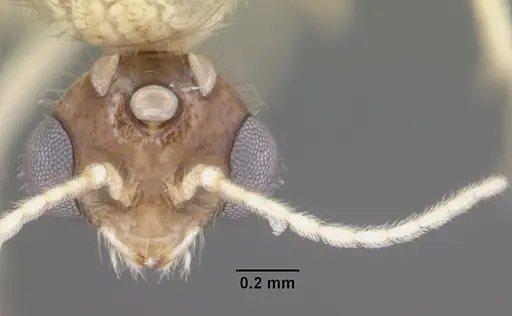 Solenopsis pergandei - CASENT0104507