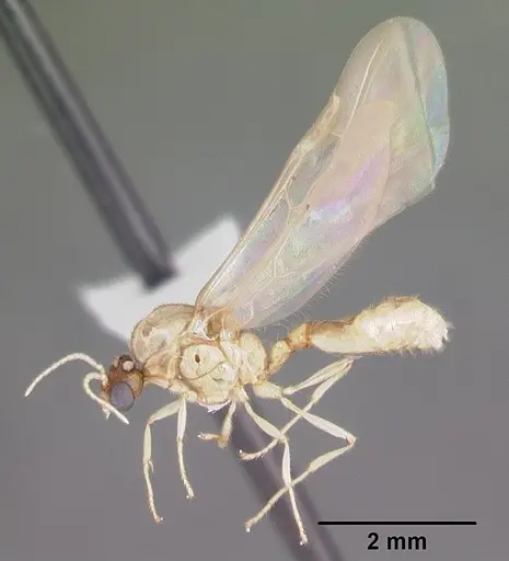 Solenopsis pergandei - CASENT0104507