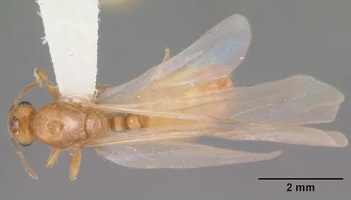 Solenopsis pergandei - CASENT0104508