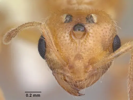 Solenopsis pergandei - CASENT0104508