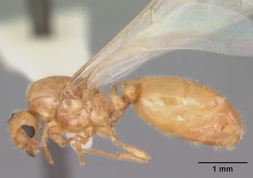 Solenopsis pergandei - CASENT0104508