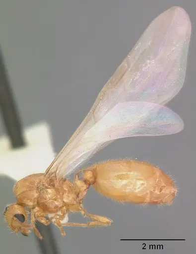 Solenopsis pergandei - CASENT0104508