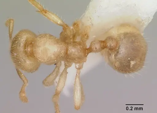 Solenopsis pergandei - CASENT0105855