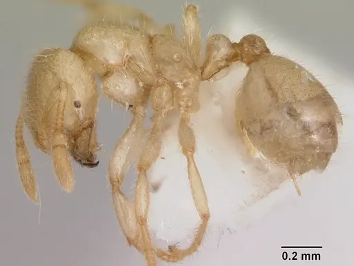 Solenopsis pergandei - CASENT0105855