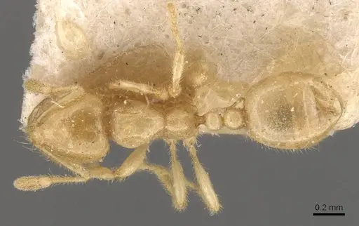 Solenopsis pergandei - CASENT0908842