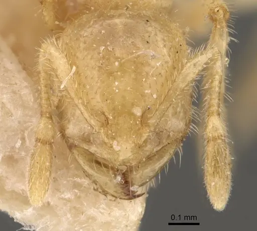 Solenopsis pergandei - CASENT0908842