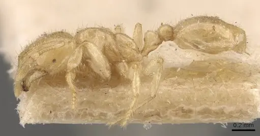 Solenopsis pergandei - CASENT0908842