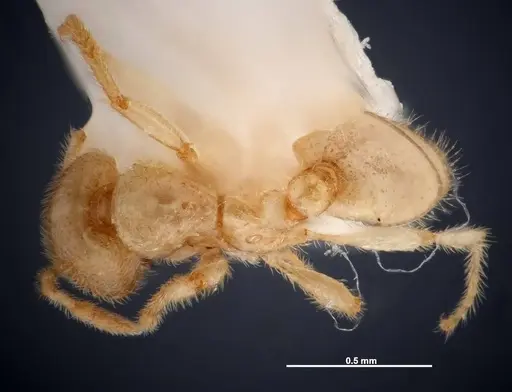 Solenopsis pergandei - FMNHINS0000049898