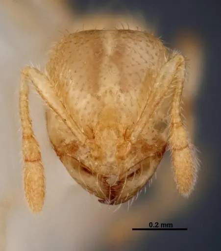 Solenopsis pergandei - FMNHINS0000049898
