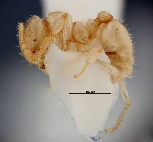 Solenopsis pergandei - FMNHINS0000049898