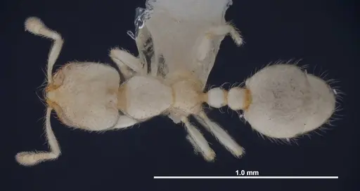 Solenopsis pergandei - FMNHINS0000078525