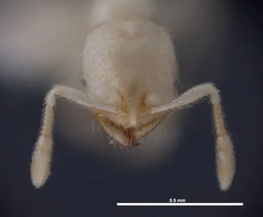 Solenopsis pergandei - FMNHINS0000078525