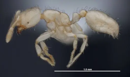 Solenopsis pergandei - FMNHINS0000078525