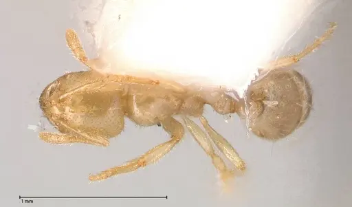 Solenopsis pergandei - FOCOL0640-1