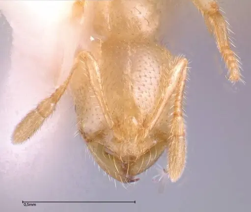 Solenopsis pergandei - FOCOL0640-1