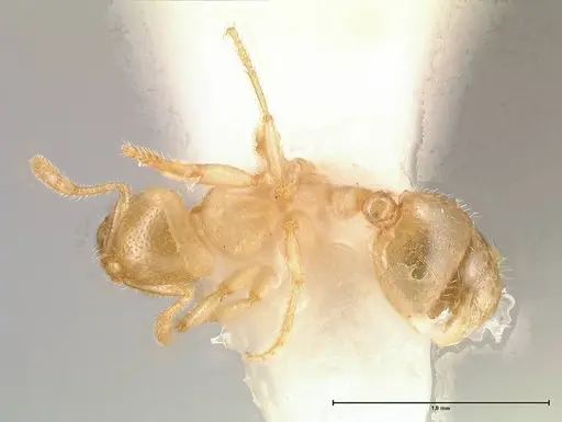 Solenopsis pergandei - FOCOL0640-2