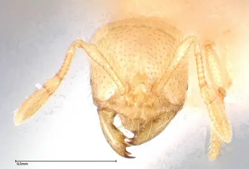 Solenopsis pergandei - FOCOL0640-2