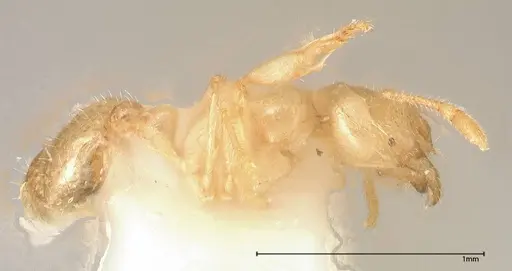 Solenopsis pergandei - FOCOL0640-2