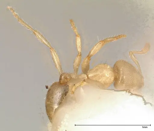 Solenopsis pergandei - FOCOL0640-3