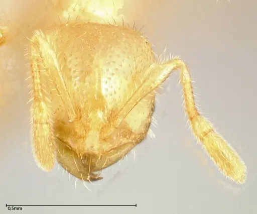 Solenopsis pergandei - FOCOL0640-3