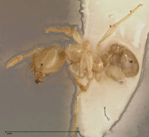 Solenopsis pergandei - FOCOL0640-3