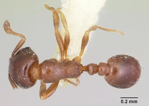 Solenopsis photophila specimen