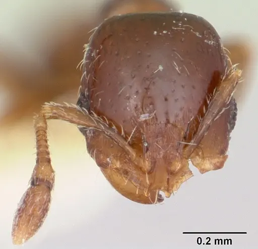 Solenopsis photophila specimen