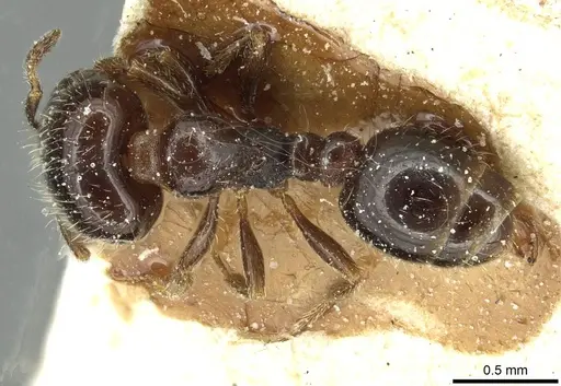 Solenopsis photophila - CASENT0913916