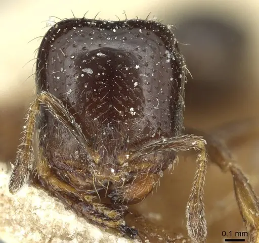 Solenopsis photophila - CASENT0913916