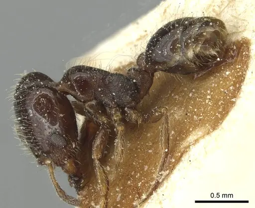 Solenopsis photophila - CASENT0913916