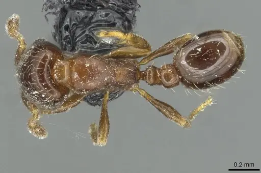 Solenopsis photophila - CASENT0913917