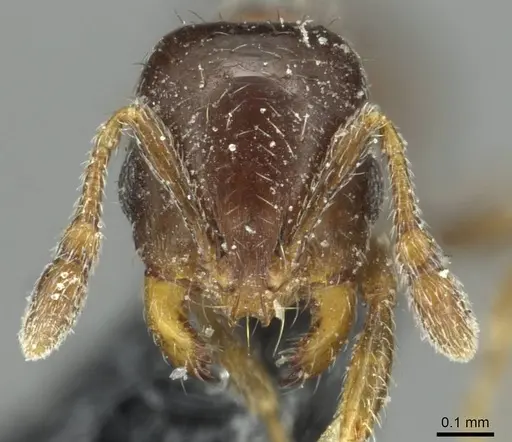 Solenopsis photophila - CASENT0913917