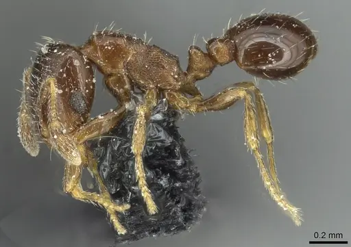 Solenopsis photophila - CASENT0913917