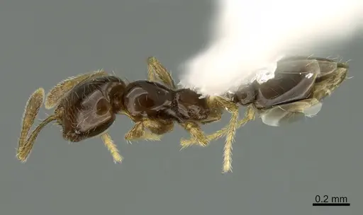 Solenopsis picea specimen