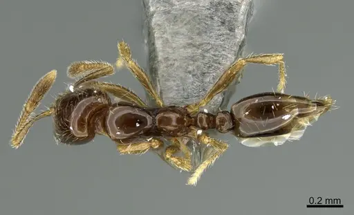 Solenopsis picea specimen