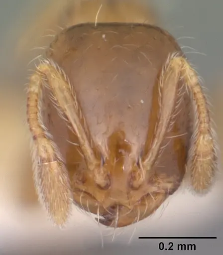 Solenopsis picta specimen