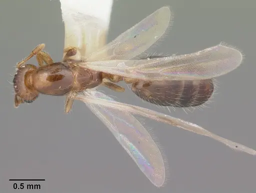 Solenopsis picta - CASENT0104510
