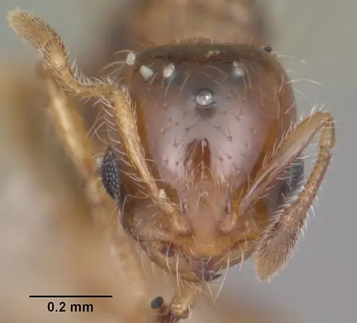 Solenopsis picta - CASENT0104510
