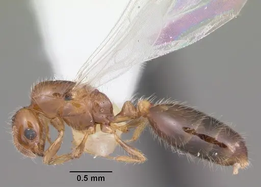 Solenopsis picta - CASENT0104510