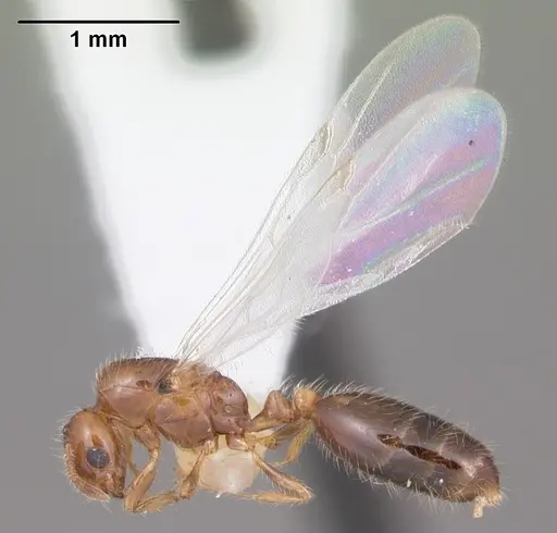 Solenopsis picta - CASENT0104510